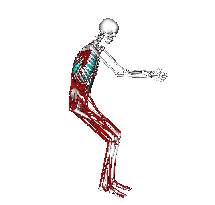 OpenSim biomechanical model squatting as if to lift a patient
