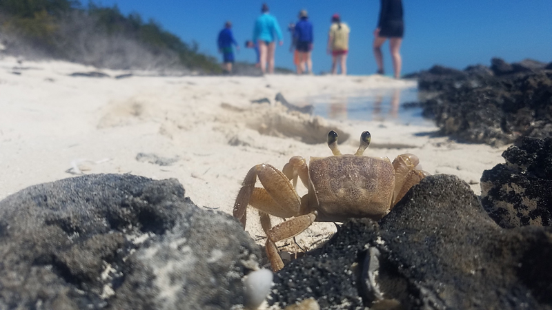 A crab on rock in the foreground watches as students in the background walk away down a white sand beach