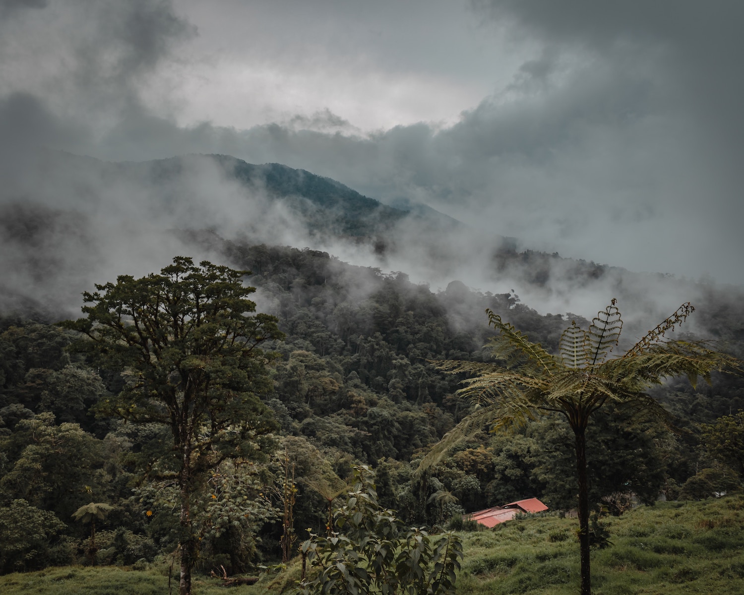 Cloud forest