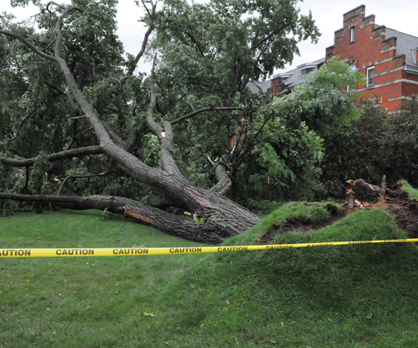 tree that had blown down in a storm