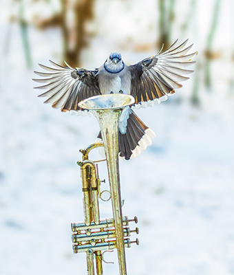 Photo of Musical Showcase